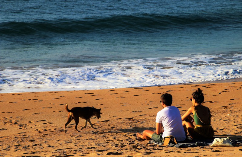 Ferienhaus Algarve Haustier erlaubt